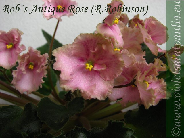 Rob´s Antique Rose.jpg